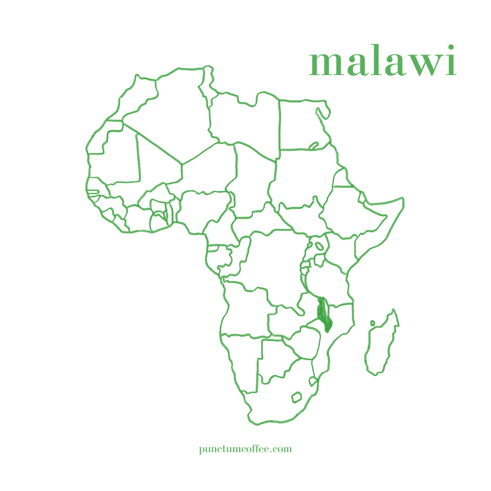 malawi kahve, malavi arabica kahve, malawi kahvesi, afrika kahvesi