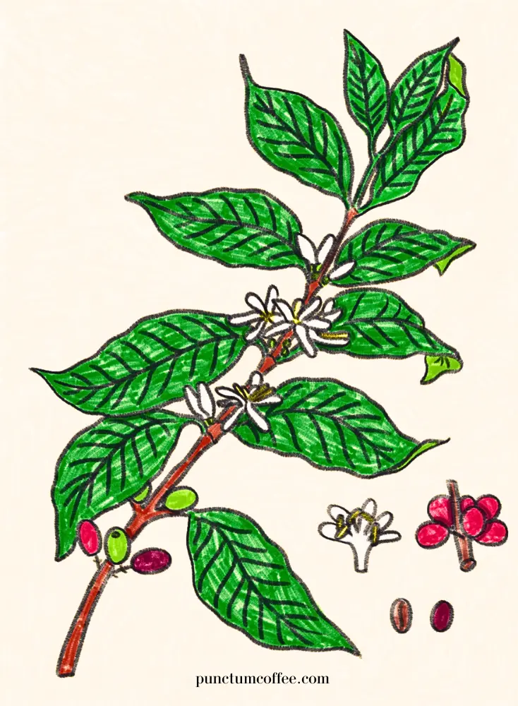 Kahve Bitkisi Punctum Coffee