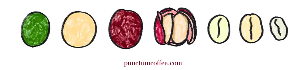 Kahve Kirazı 2- Coffee Cherry 2- Punctum