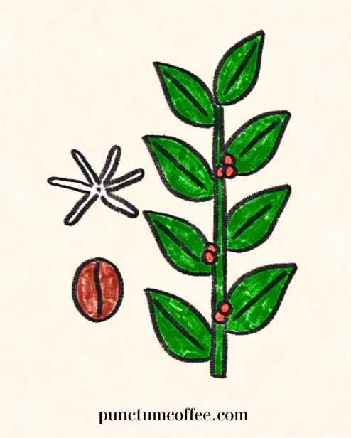 Robusta Kahvesi Nedir